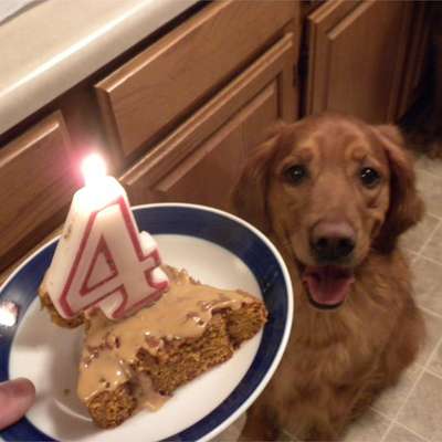 Doggie Birthday Cake - RecipeNode.com